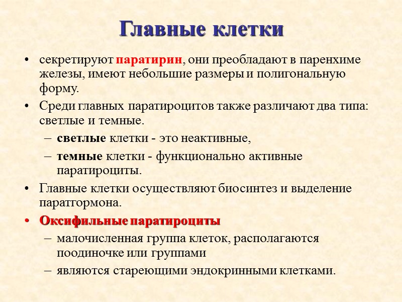 Главные клетки  секретируют паратирин, они преобладают в паренхиме железы, имеют небольшие размеры и